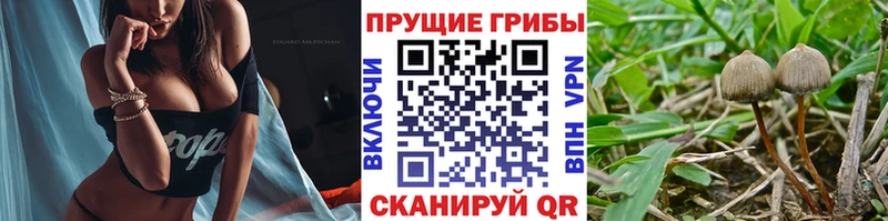 Псилоцибиновые грибы Psilocybe магазин продажи наркотиков Вихоревка